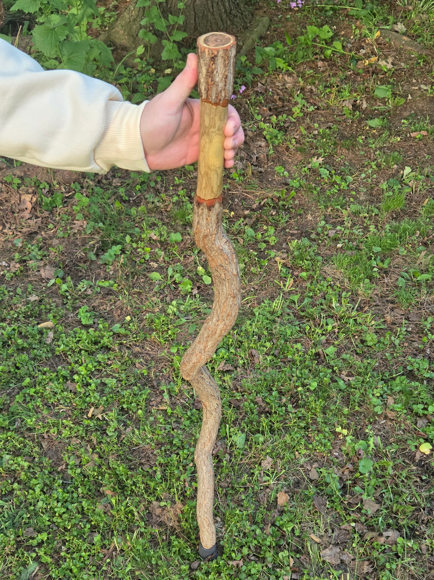 Black locust walking stick