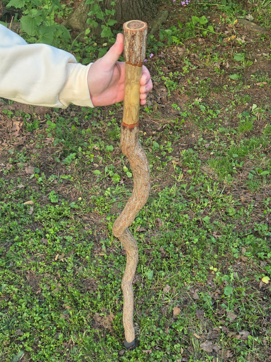 Black locust walking stick