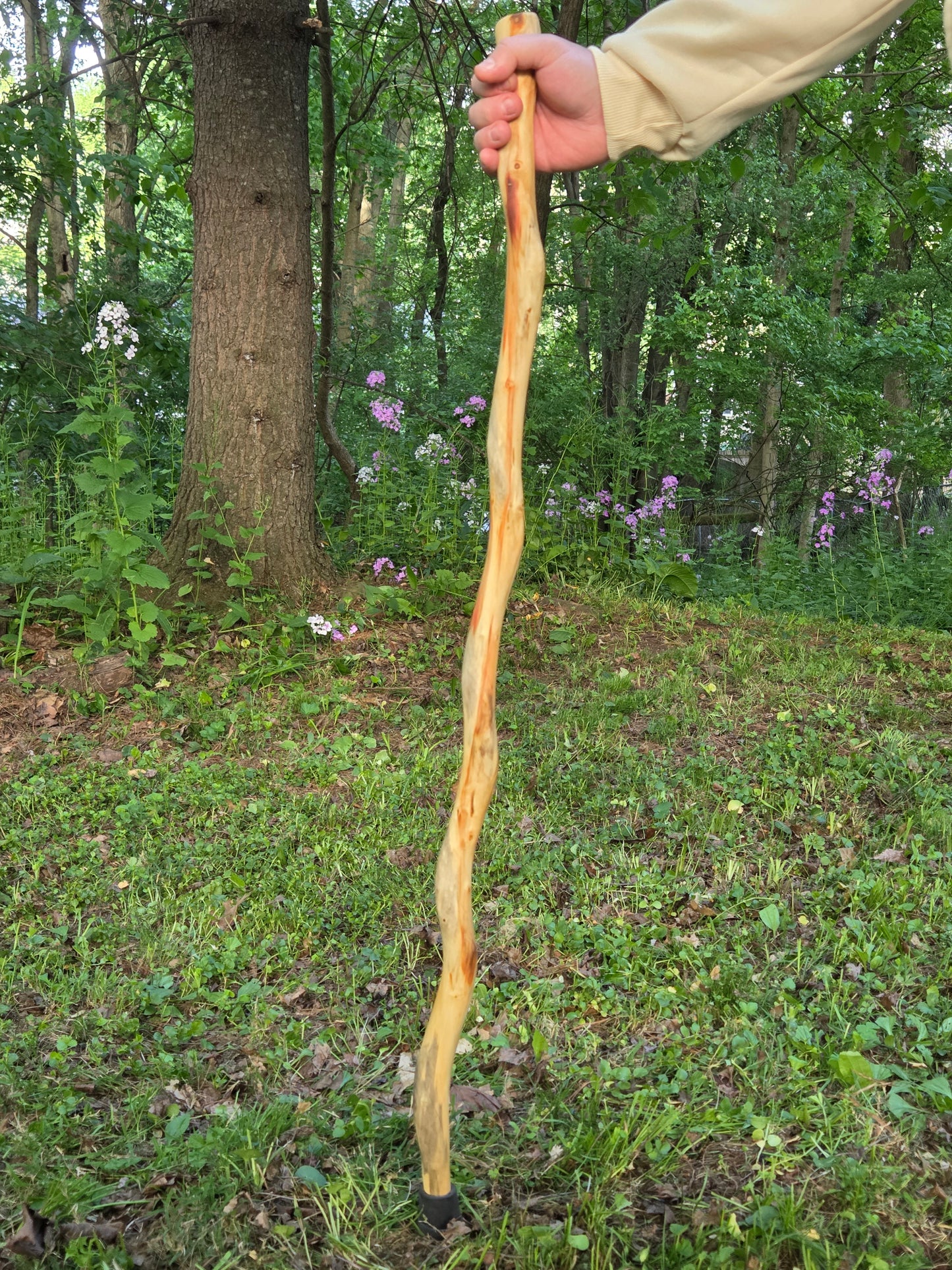 Box elder maple