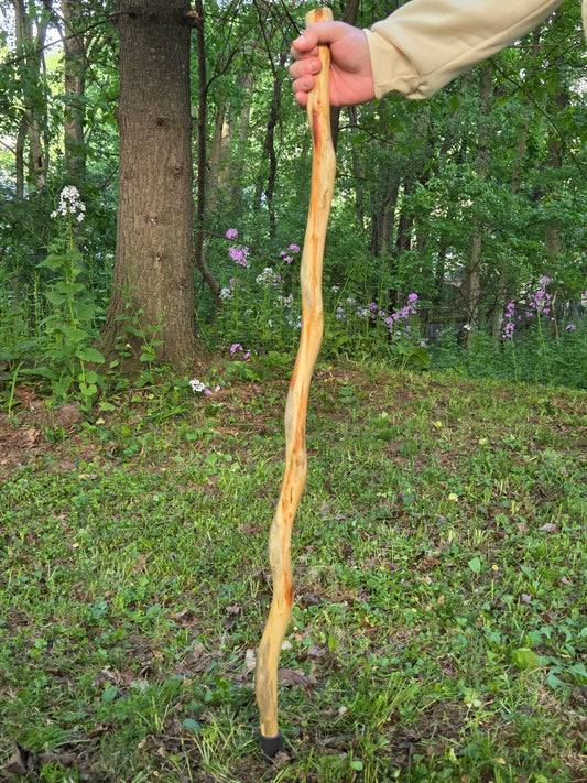 Box elder maple